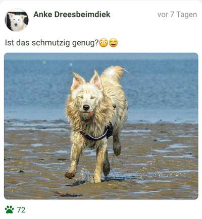 FOTOCHALLENGE 72 - Glücklicher Hund im Schmuddel-Look-Beitrag-Bild