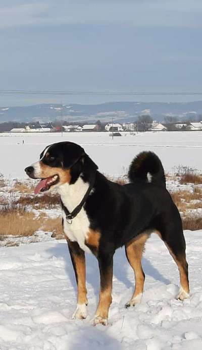 Seltene Rassen!-Beitrag-Bild