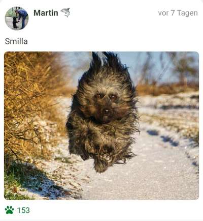 Fotochallenge 66 ~ Rennaction -Zeig deinen Hund im Lauf-Beitrag-Bild
