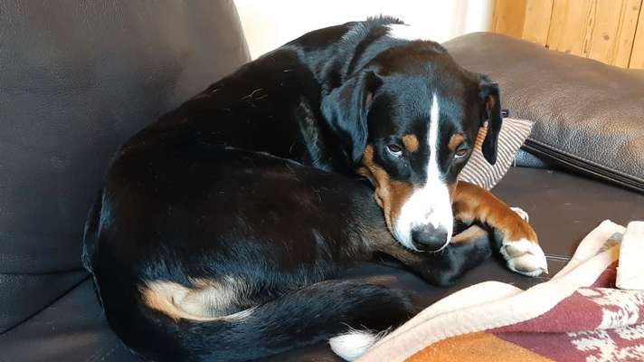 Dogorama Photo Challenge- genervter Blick-Beitrag-Bild