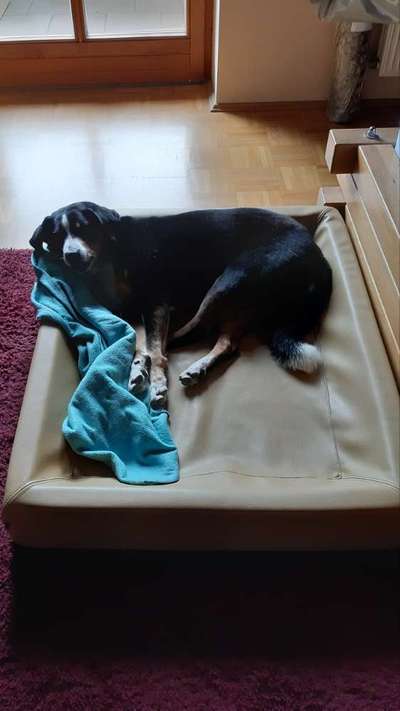 Gutes (ortho) Bett mit hohen Rand gesucht. Ideen?-Beitrag-Bild