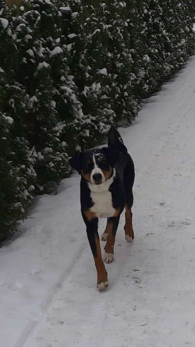 Dogorama Photo Challenge - Winterstimmung-Beitrag-Bild