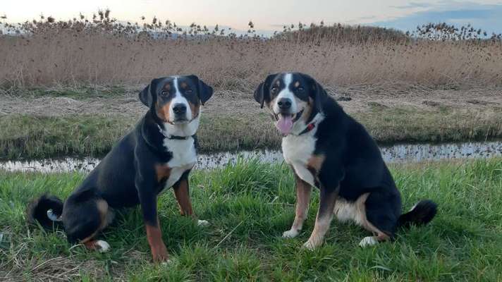 BIG LOVE :) mit 2 Hunden❣️-Beitrag-Bild