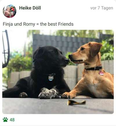 FOTOCHALLENGE 68: Dein Hund und sein bester Freund-Beitrag-Bild