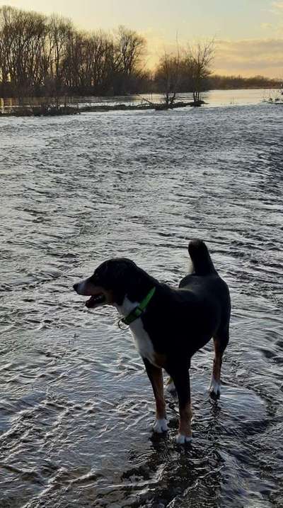 Dein Hund im Dogorama-Kalender 2021-Beitrag-Bild