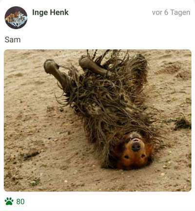 FOTOCHALLENGE 72 - Glücklicher Hund im Schmuddel-Look-Beitrag-Bild