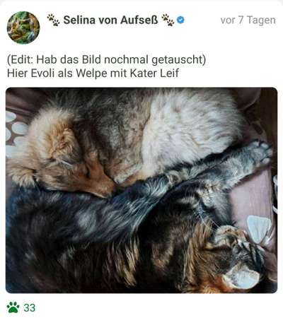 98.Fotochallange  - Hunde zeigen Zuneigung-Beitrag-Bild