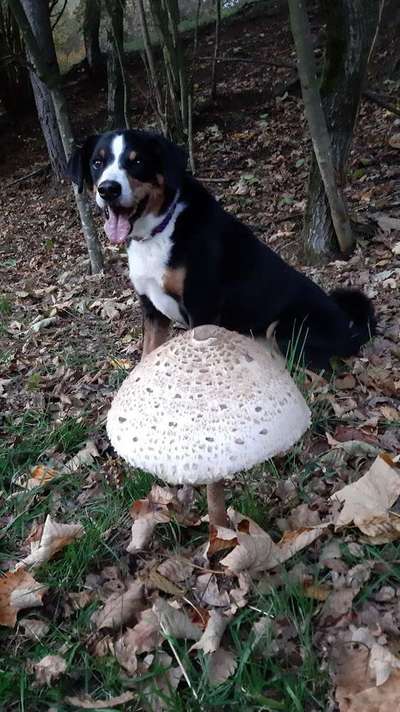 Dein Hund im Dogorama-Kalender 2021-Beitrag-Bild