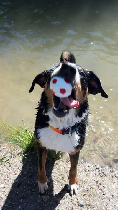 43. Fotochallenge-Zeigt mir eure Ball oder Frisbee verrueckten Hunde-Beitrag-Bild