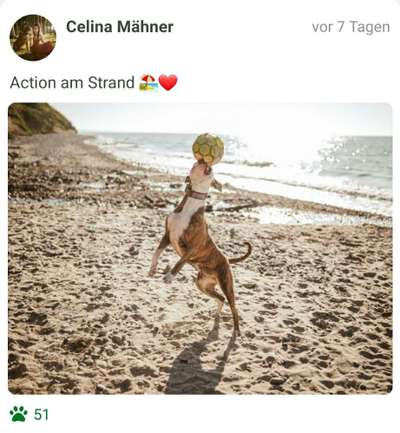 Challenge 41 - Mein Hund im Urlaub-Beitrag-Bild