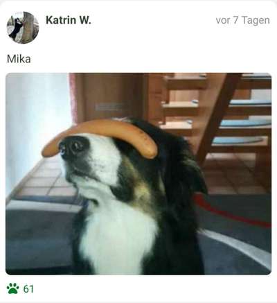 Fotochallenge Nr. 102: Futter balancieren-Beitrag-Bild