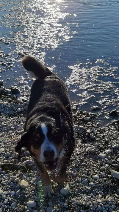 Dein Hund im Dogorama-Kalender 2021-Beitrag-Bild