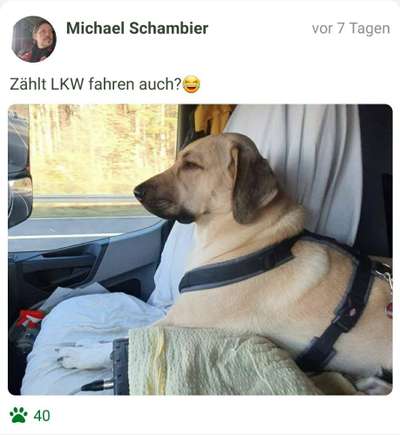 FOTOCHALLENGE 70 - Dein Hund im Auto-Beitrag-Bild