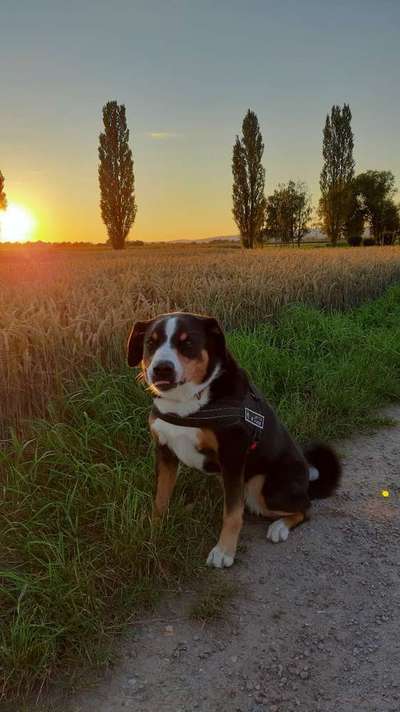 Dein Hund im Dogorama-Kalender 2021-Beitrag-Bild