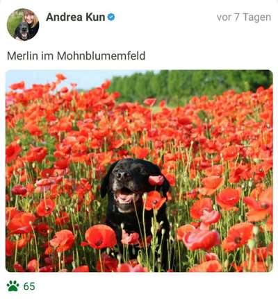 Fotochallange 63: "Dein blühendes Hündchen"-Beitrag-Bild