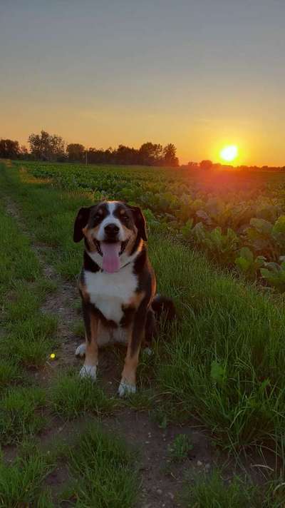 Dein Hund im Dogorama-Kalender 2021-Beitrag-Bild