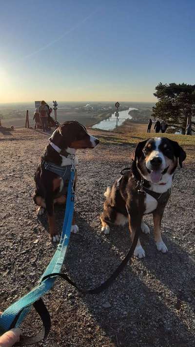 Appenzeller Sennenhunde-Beitrag-Bild