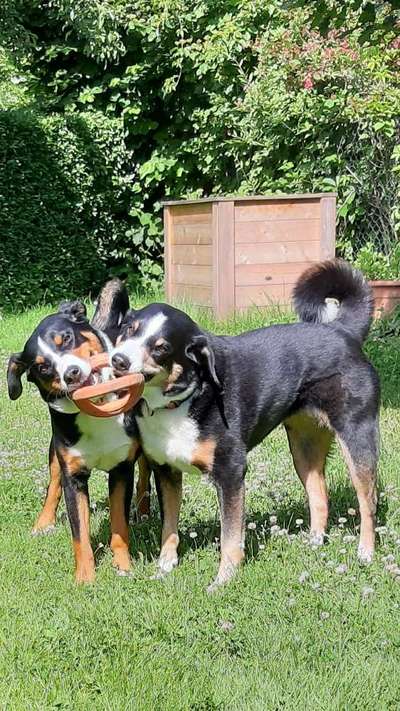 Foto-Challenge Nr. 90: Lebensfreude-Beitrag-Bild