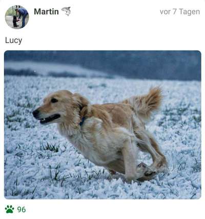 Fotochallenge 66 ~ Rennaction -Zeig deinen Hund im Lauf-Beitrag-Bild