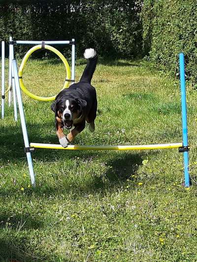 Dein Hund im Dogorama-Kalender 2021-Beitrag-Bild