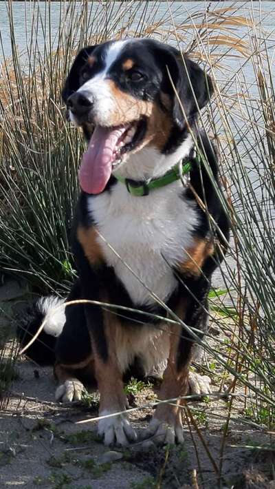 Dein Hund im Dogorama-Kalender 2021-Beitrag-Bild