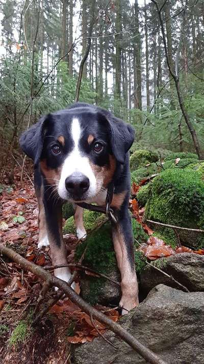 CHALLENGE NR. 19 - Der Hundeblick-Beitrag-Bild