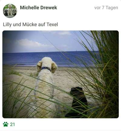 Challenge 41 - Mein Hund im Urlaub-Beitrag-Bild