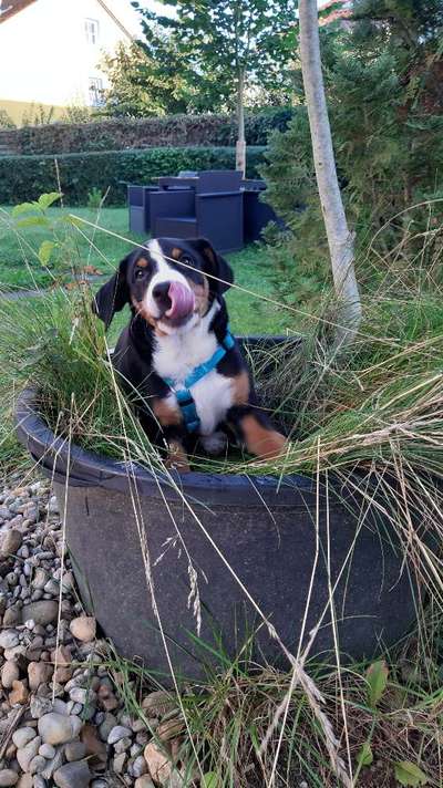 Fotochallenge Nr. 59 - Mein Hund zeigt die Zunge-Beitrag-Bild