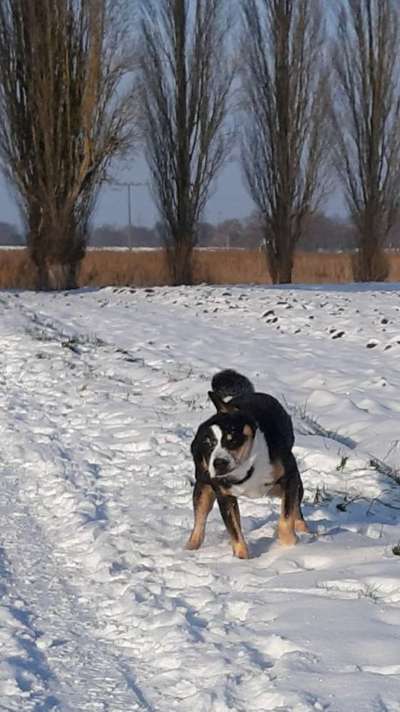 Foto Challenge Nr.: 114
Hunde im Schnee-Beitrag-Bild