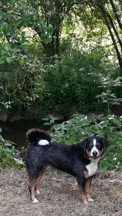 Seltene Rassen!-Beitrag-Bild