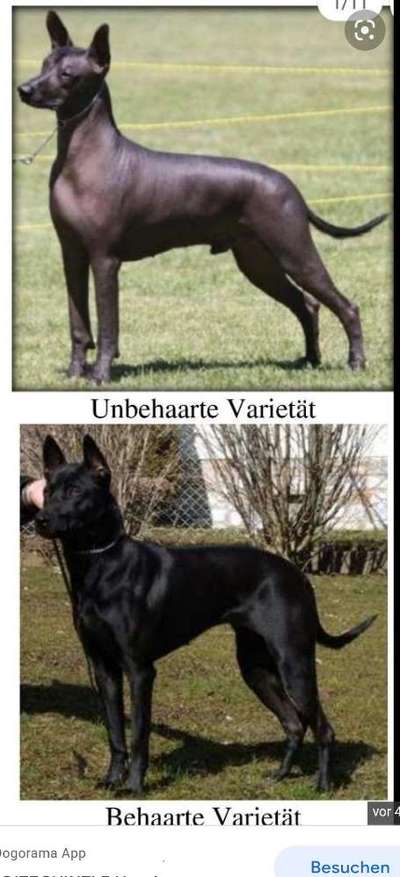 Suche passende Rasse-Beitrag-Bild