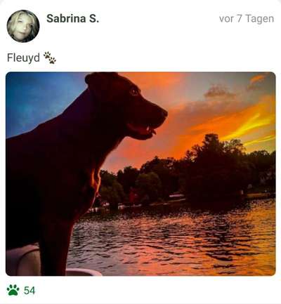 Fotochallenge Nr 96.: Bunt, Bunter, Hund 💐🌹🍁-Beitrag-Bild