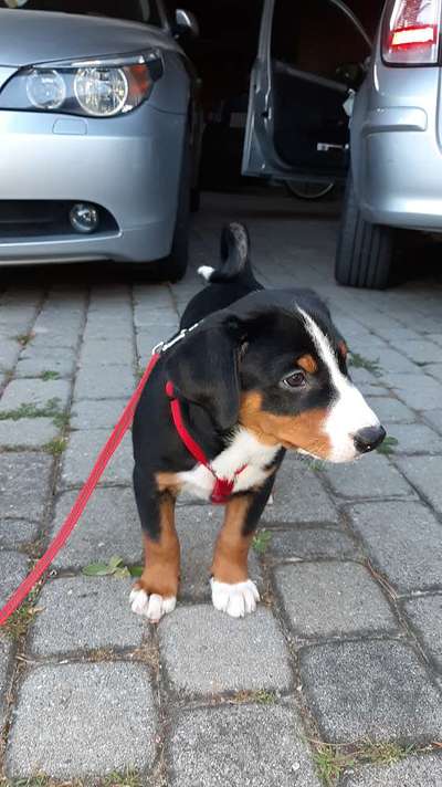 FOTOCHALLENGE 70 - Dein Hund im Auto-Beitrag-Bild