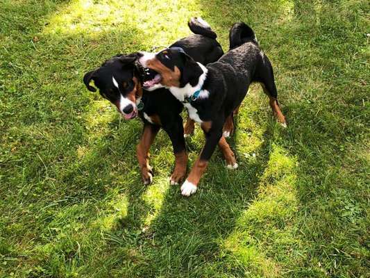 FOTO CHALLENGE 77 - Dein Hund im Spiel-Beitrag-Bild