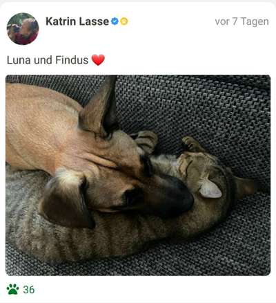 98.Fotochallange  - Hunde zeigen Zuneigung-Beitrag-Bild