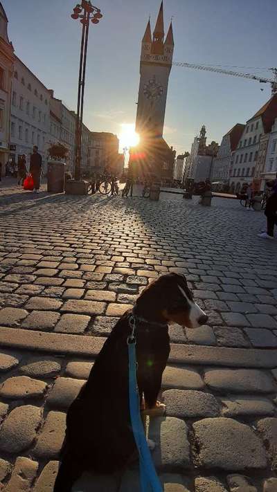 Dogorama Foto Challenge - Dämmerung-Beitrag-Bild