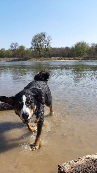 Dogorama-Monats-Challenge-Mai "Wasser"-Beitrag-Bild