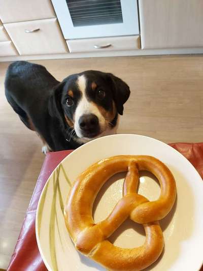 Fotochallenge 31 - Das perfekte Hundedinner-Beitrag-Bild