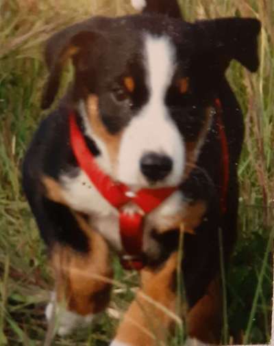 Welpen Bilder !-Beitrag-Bild