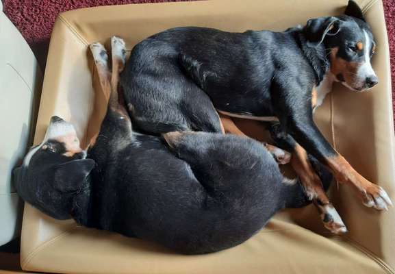 98.Fotochallange  - Hunde zeigen Zuneigung-Beitrag-Bild