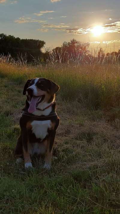 Dein Hund im Dogorama-Kalender 2021-Beitrag-Bild