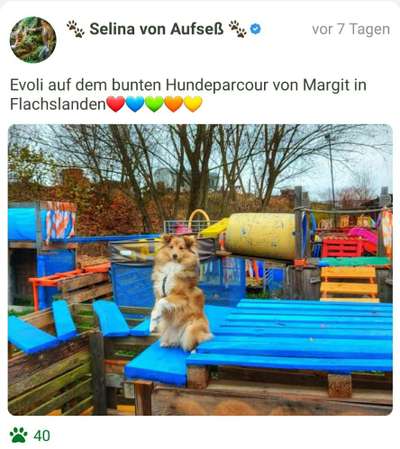 Fotochallenge Nr 96.: Bunt, Bunter, Hund 💐🌹🍁-Beitrag-Bild