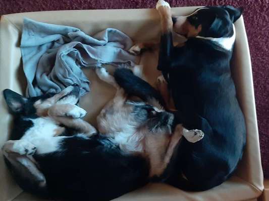 Dogorama Photo Challenge - Zeigt her eure Bäuche-Beitrag-Bild