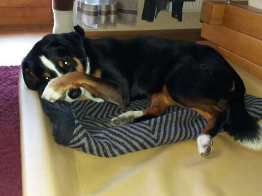 Dein Hund im Dogorama-Kalender 2021-Beitrag-Bild