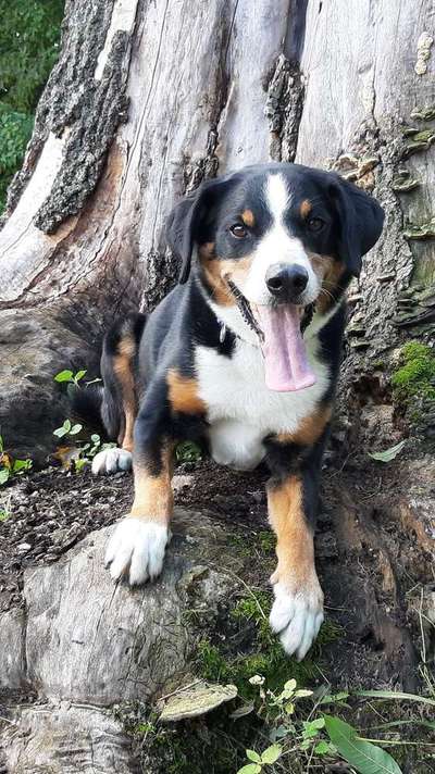 Dein Hund im Dogorama-Kalender 2021-Beitrag-Bild