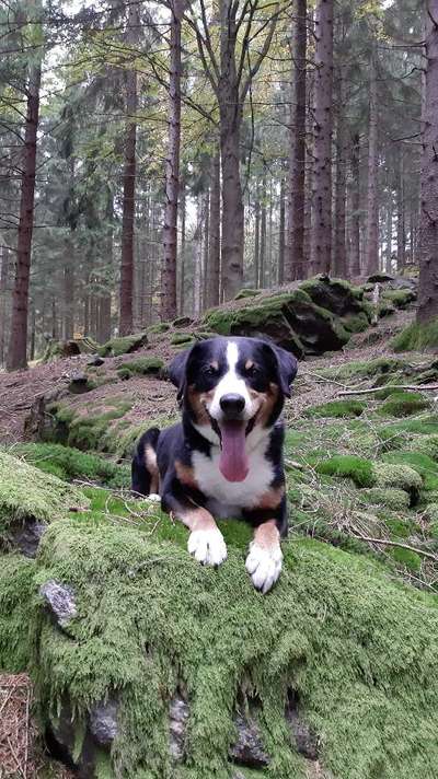 Wald Bild-Beitrag-Bild