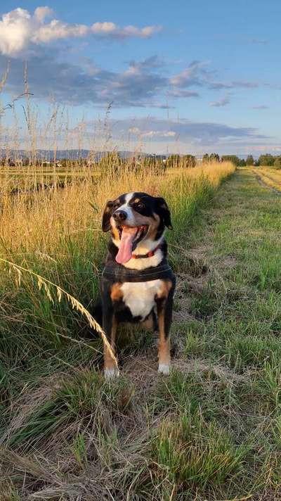 Dein Hund im Dogorama-Kalender 2021-Beitrag-Bild