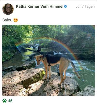 Fotochallenge Nr 96.: Bunt, Bunter, Hund 💐🌹🍁-Beitrag-Bild