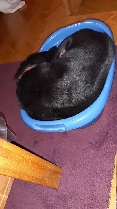 Dogorama Foto Challenge - Erwischt-Beitrag-Bild