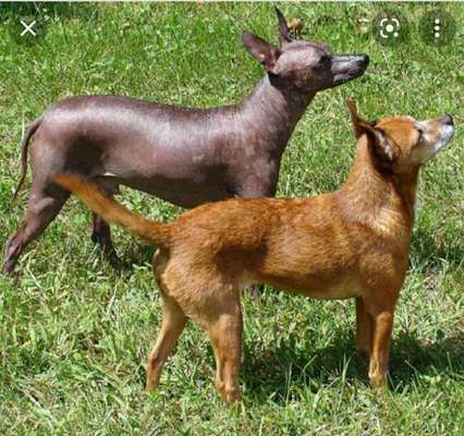 Suche passende Rasse-Beitrag-Bild